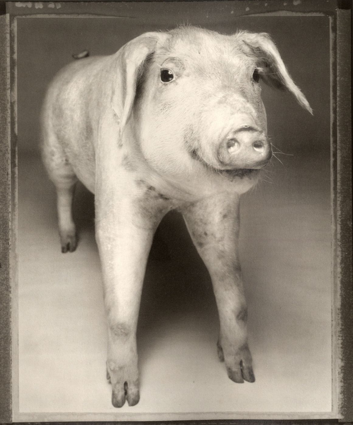 Animal series, 1982. Беттина Реймс (Bettina Rheims) - современный французский фотограф. Современная фотография. Фотография как искусство