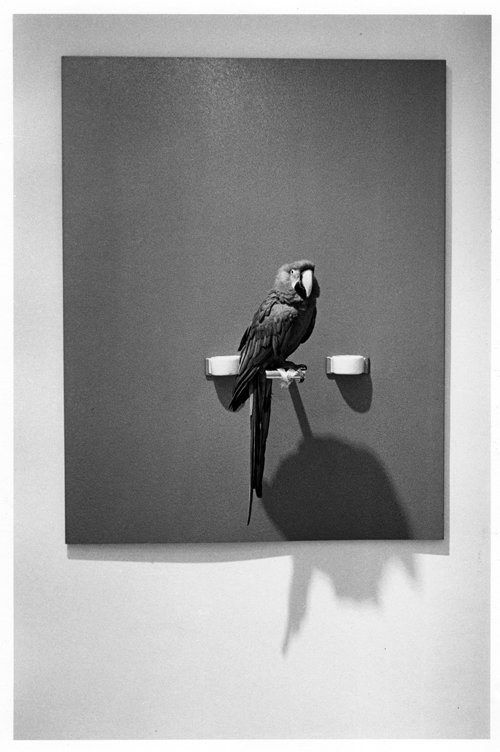 Яннис Кунеллис. Современное искусство. Попугай-картина