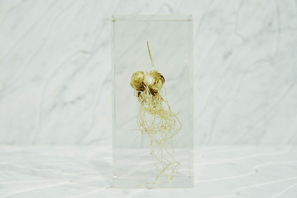 Acrylic bulb, 2016. Макото Азума (Makoto Azuma) - современный японский художник-флорист. Скульптуры из цветов. Инсталляции с цветами. Цветы в искусстве