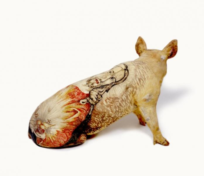 Вим Дельвуа (Wim Delvoye). Современное искусство Бельгии. Татуированные свиньи фото